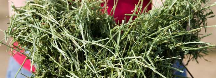 What Type of Hay Should I Feed My Horse?