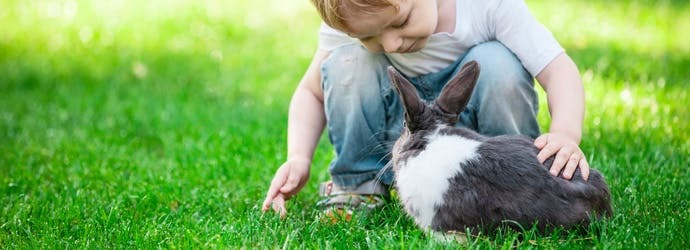 10 Tips for New Rabbit Owners: How to Take Care of a Rabbit