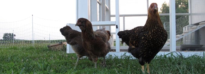 The Chicken Coop of Our Dreams!