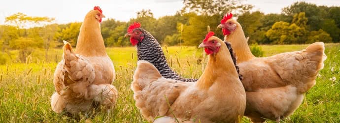 The Chicken Chick’s® Ultimate Chick Brooder Checklist