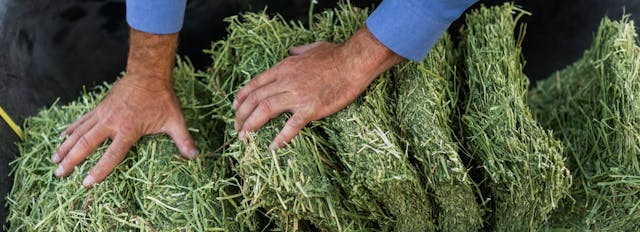 Two factors that make Standlee forage is so green.
