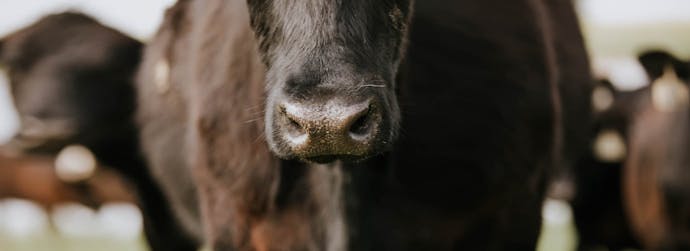 Alfalfa Forage Bites Cattle Treats - Treats for Cows