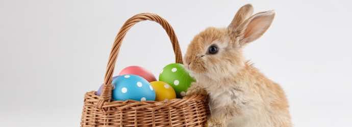 Adopting a Rabbit This Easter…What You Should Know