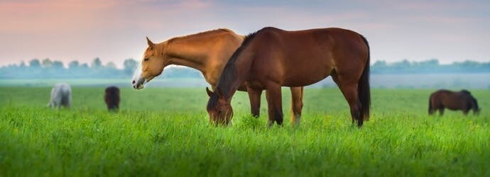 Equine Gastric Ulcers: Causes, Symptoms &amp; Management