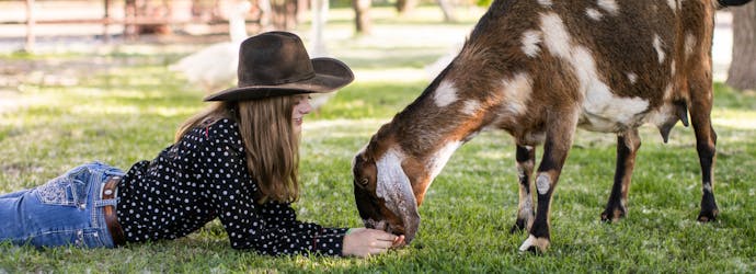 How to manage goat’s weight an optimal feeding guide.