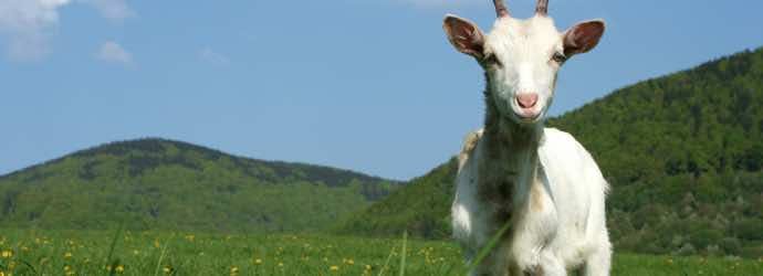 3 Nutritional Disorders to Consider When Feeding Goats