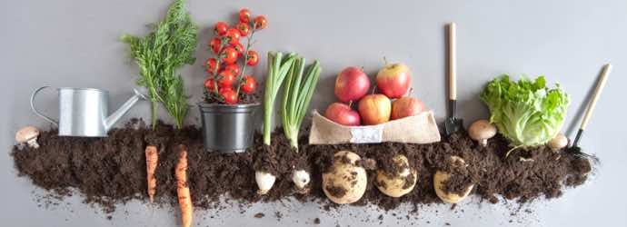 Why Use Alfalfa in Your Garden as a Natural Fertilizer Solution?