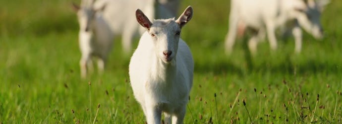 Feeding Goats: What you need to know about forages and winter