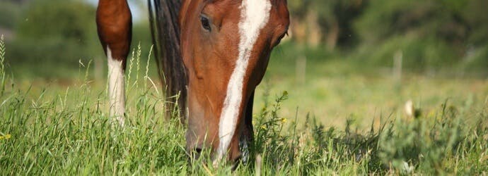 Prevent Overheating in Horses Using Nutrition