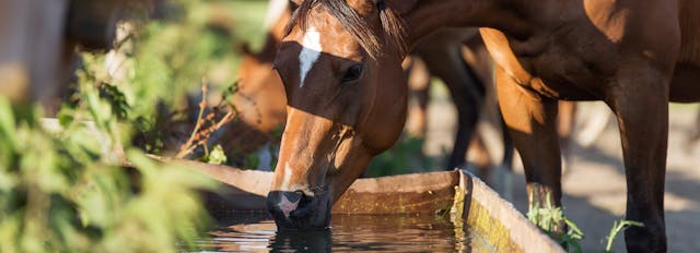 What about water when traveling with your horse?