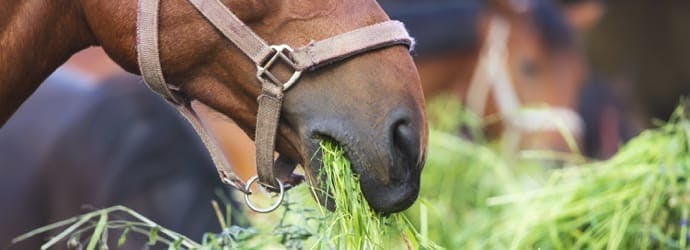 How Compressed Forage Bales Can Help Your Feeding Program