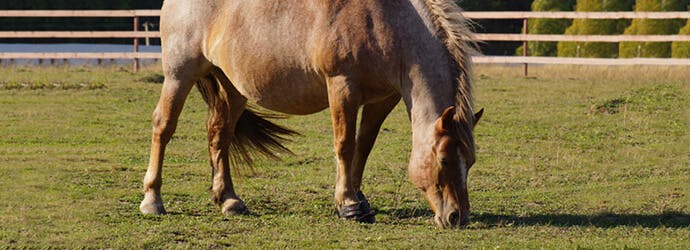 Issues with horse obesity and how to manage it - Part 1