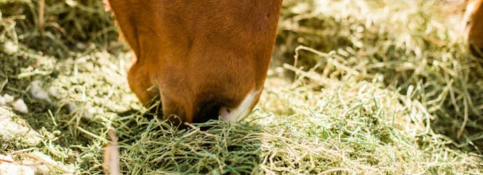 Leaky gut syndrome in horses and how to heal with nutrition.