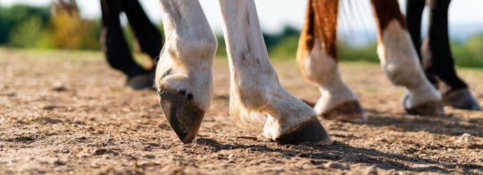 What is the difference between laminitis or founder for horses.