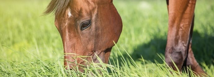 How Do I Feed My Horse - Managing Forage Part 3