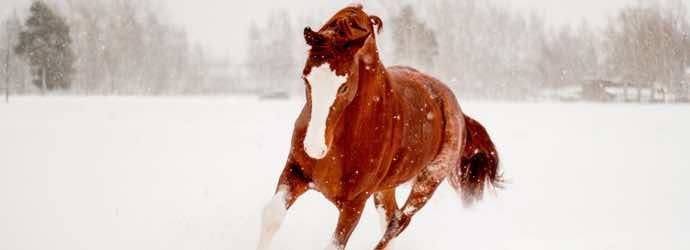 How Much Hay Does Your Horse Need For Winter?