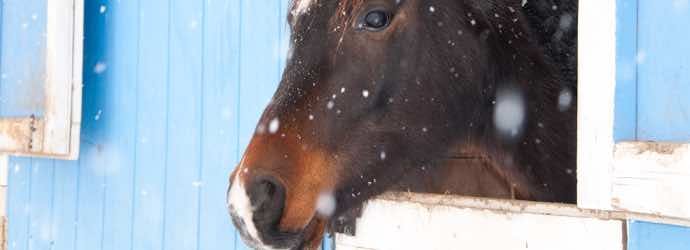 Feeding Horses: What You Need to Know About Forage & Winter