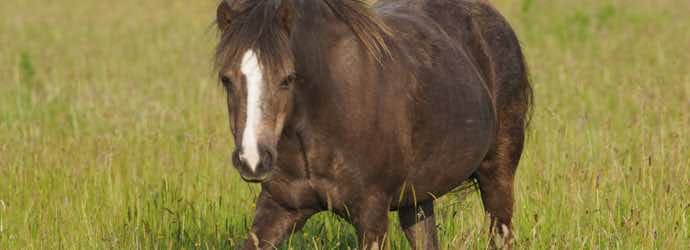 Symptoms, Causes and Feed Management for Laminitis