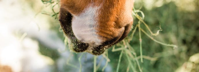 Feed the Need: Standlee Equine Veterinary Nutrition Seminar