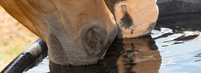 Exploring Summer Water Intake In Horses