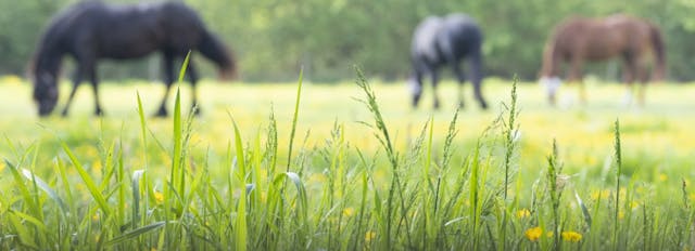 Spring Pasture & Grazing Tips for Horses and Livestock