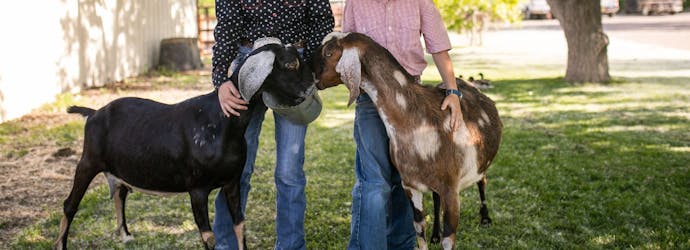 4 Tips for Managing and Feeding Goats in the Fall