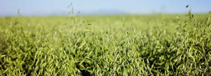 What Is Oat Grass Hay and How Can It Benefit Horses?
