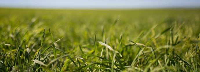 Orchard Grass, An Ideal Forage