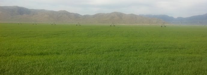 Feeding Orchardgrass Hay to Horses, Cattle & Other Livestock