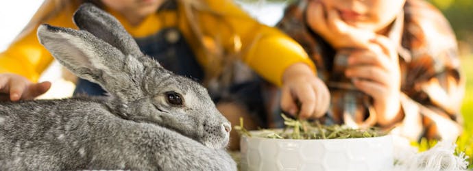 Digestive Health in Rabbits