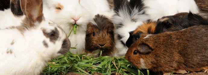 What type of forage is best for your small animal?
