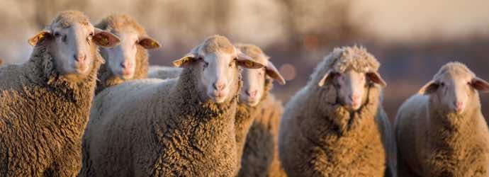 Feeding Sheep – What You Need to Know About Forage and Winter