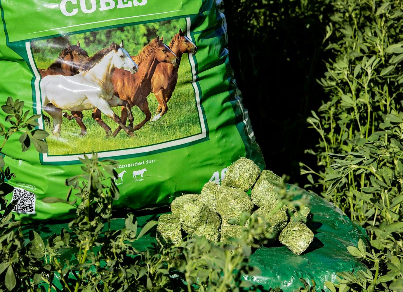 The Scoop on Hay Cubes for Horses Oregon Horse Council