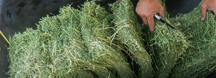 Four signs of good quality horse forage.