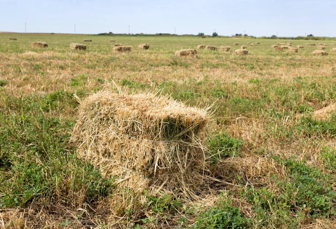 hay field in the straw