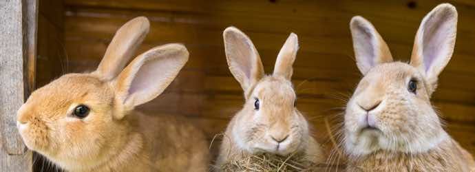 Is Your Rabbit Bored?