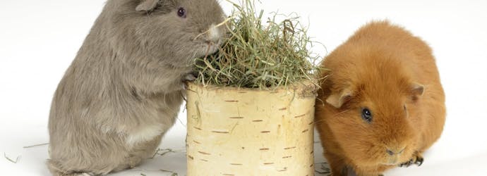 3 Tips for Choosing the Right Hay for Your Small Animal