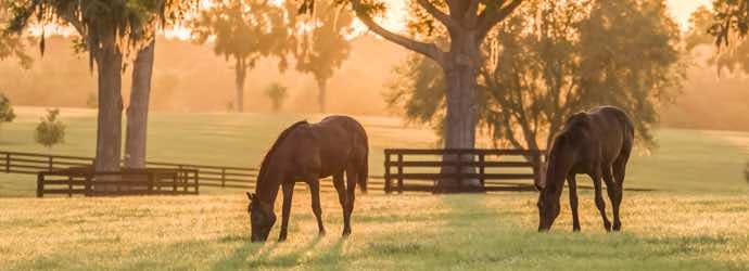 How to Avoid High NSC Intake for Horses in the Spring