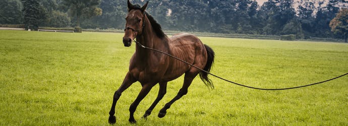 3 Ways to Safely Help Your Horse Gain Weight