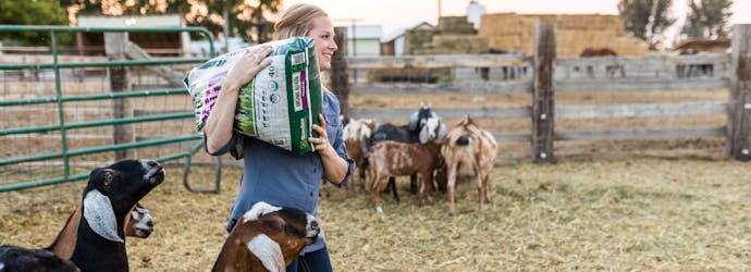 What to consider when picking hay to feed dairy goats