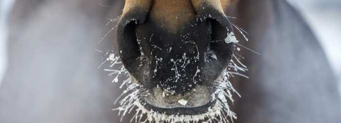 5 Tips to Get Your Horse to Drink More Water During Winter