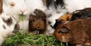 Small animals eating