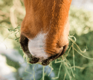 Horse eating closeup