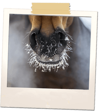 Horse muzzle with frost