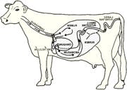 Ruminants & Camelids Digestive Overview, Feeding Instruction