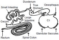 Figure 2: Gastrointertinal tract of the alpaca (http://www. highlandairsalpaca.com/pages/4831/alpaca-facts. April, 2015.)
