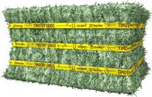 Certified Timothy Grass Compressed Bale