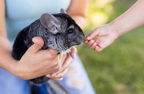 Feeding a chinchilla
