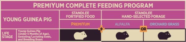 Young Guinea Pig Feeding Program Chart