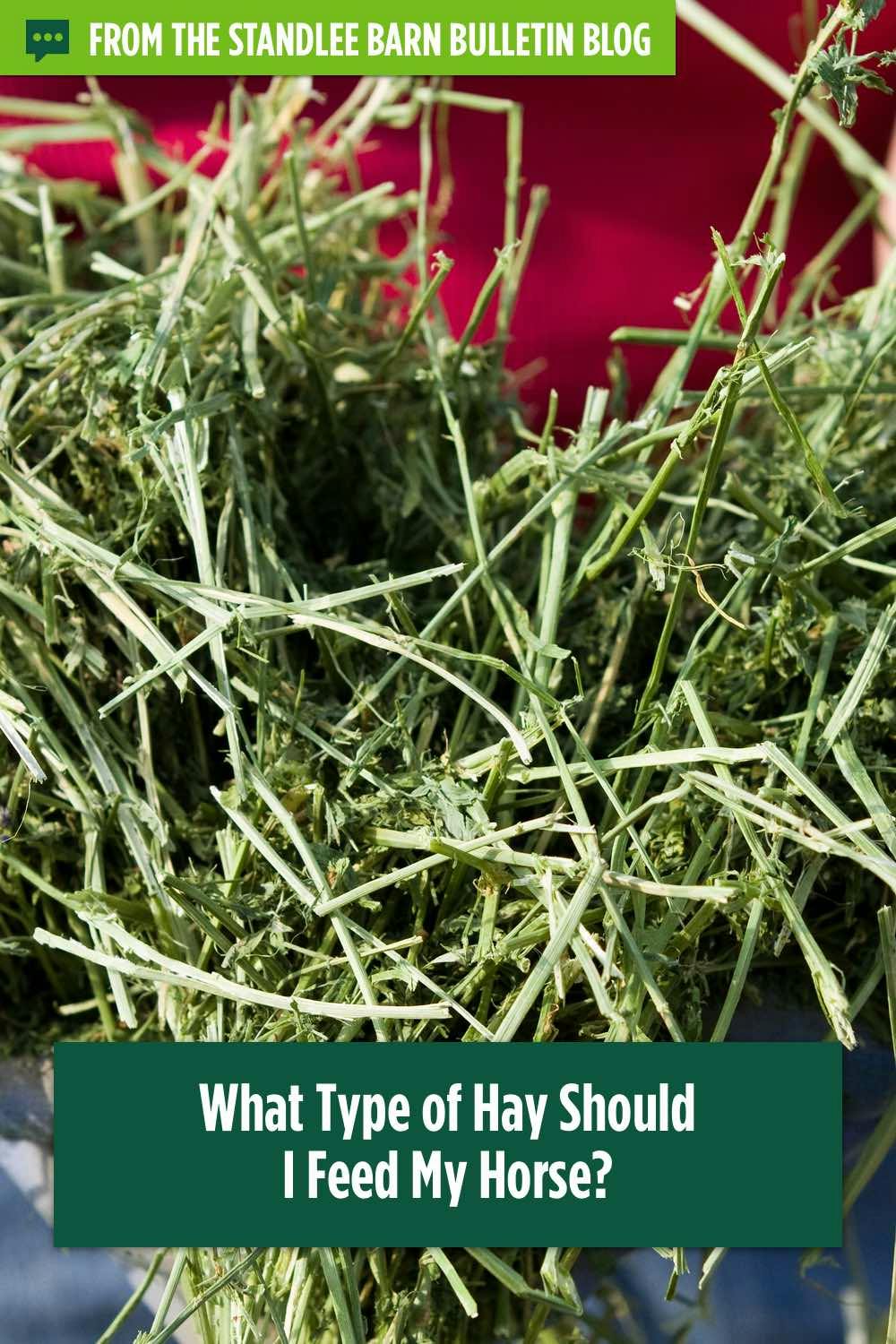 What Type of Hay Should I Feed My Horse?
